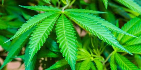 Implications of Cannabis Rescheduling Under Controlled Substances Act