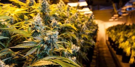 Pennsylvania legalizing recreational cannabis
