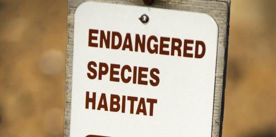 EPA Approaches for Insecticide Safety to Endangered Species