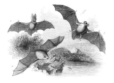 ESA relevant bat species