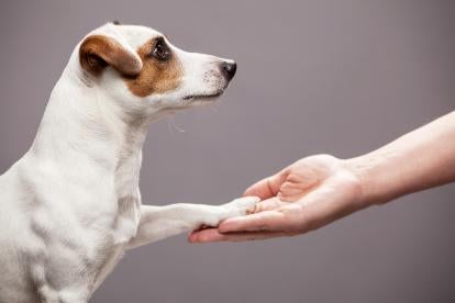 a dog thanking a human for working on solutions to stop animal testing