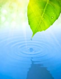water ripple, leaf