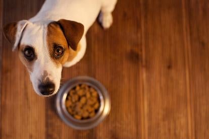 FDA alerts pet owners of toxic levels of vitamin D in dog foods