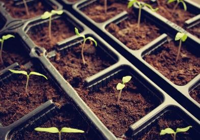 seedlings, GMO