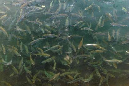 WI DNR PFAS Tyco Fish Sampling: Pool of Fish