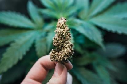 Cannabis Legalization in 2022