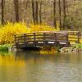 Footbridge Over Body of Water, Park
