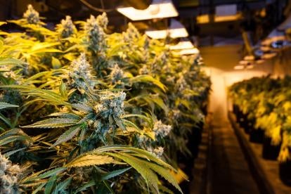 marijuana cnnabis plants in a business with a labor peace agreement