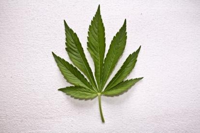 Marijuana Leaf on a White Background