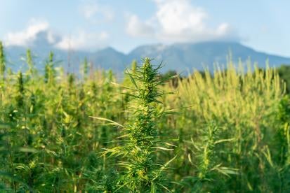 FinCEN Releases Guidance to Help Banks in Field of Hemp Financing and Investing