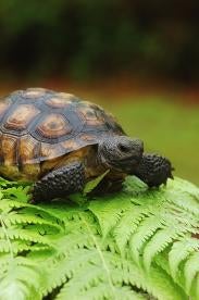 Baby Gopher Tortoise 