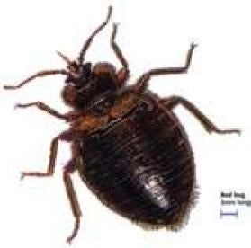 Bed Bug Insurance 