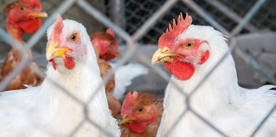 Poultry Restrictions France EU