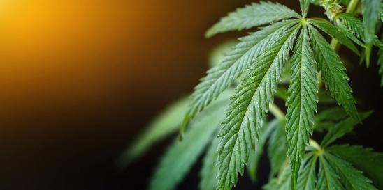 Ohio Legalizes Recreational Marijuana