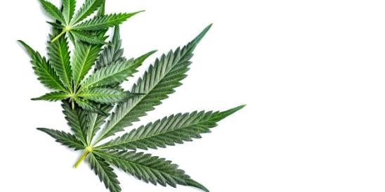 North Carolina Marijuana cannabis weed legalization 2024