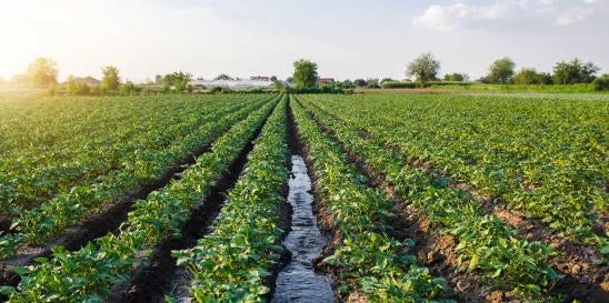 Environmental Protection Agency Potato Crops Pesticide Technology