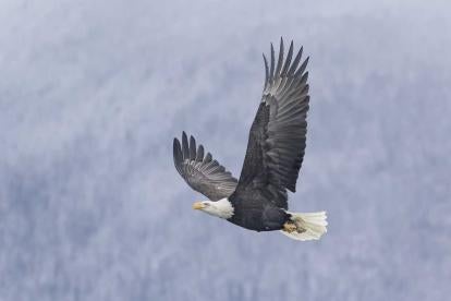 Eagle take permit regulation revision by USFWS