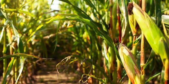 USDA on Deregulating Corn Developed Using Genetic Engineering