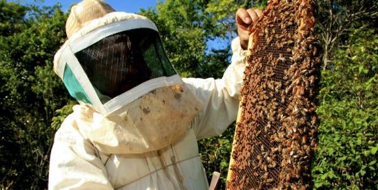 FDA Imported honey economically motivated adulteration EMA