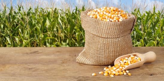 USDA reviews risks of genetically modified maize