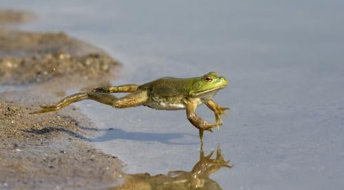 Frog SCOTUS Environmental Litigation