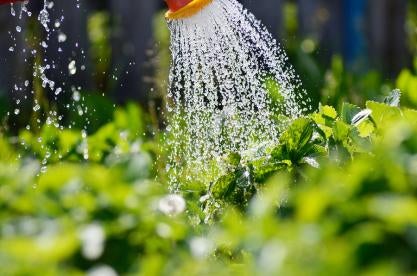 watering regulated plants