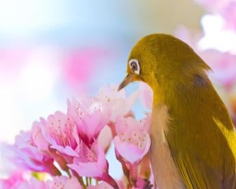 bird looking at flower, RD, Nagoya protocol, life sciences