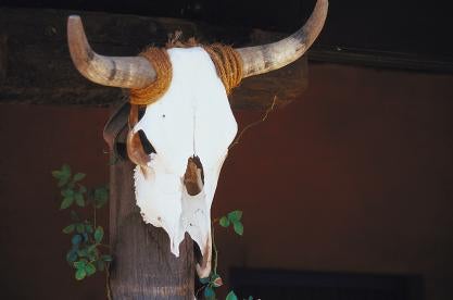 longhorn in texas