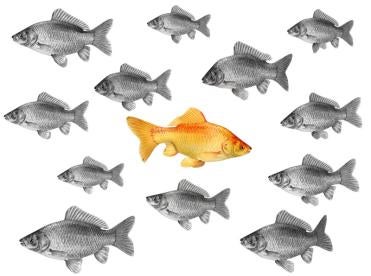 goldfish , Florida’s Imperiled Species Management Plan