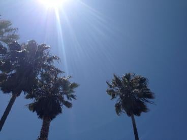 Palm trees, California Employers, Is Your Piece Rate Plan Up To Date?