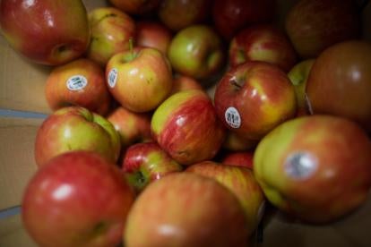 Apples, Packaging Color Impacts Consumers’ Perception of Both “Healthiness” and “Taste” of Foods