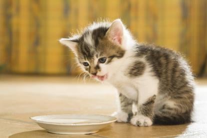 kitten with saucer after committing mischief or vandalism
