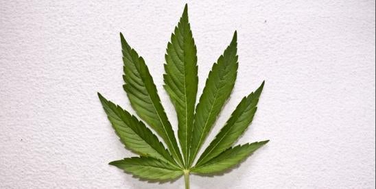 Mary Jane Complaint Cannabis TCPA Lawsuit