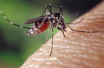 Mosquito, Zika Virus