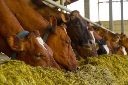genome-edited cows on their way to slaughter