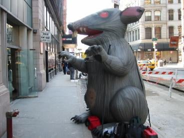 Scabby the Rat, Union Protest, non-union labor, First Amendment