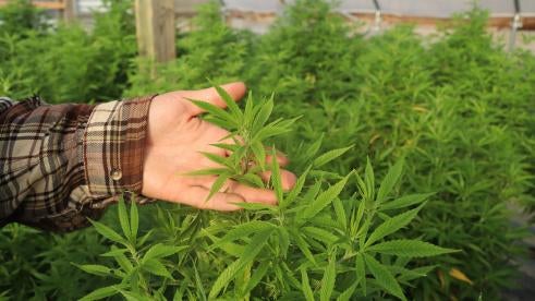 hemp farm now approved for pesticide use