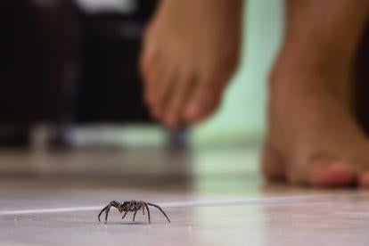 spider infestation insurance case