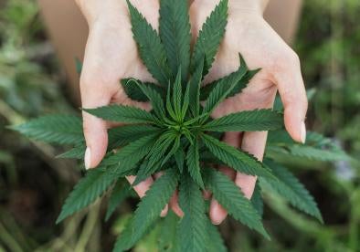hemp cultivation, marijuana plant in farmers hands