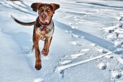 Philadelphia dog coming to remind you that your walks needs shoveled