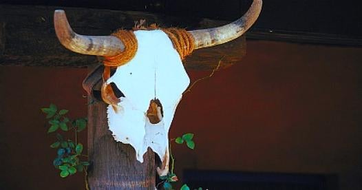 Texas Longhorn Skull