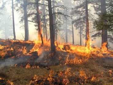 Candian Wildfires Osha Alert Employee Safety