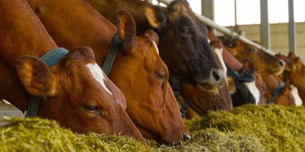 Cattle Feed Fraud Tyson Foods DOJ Ruling