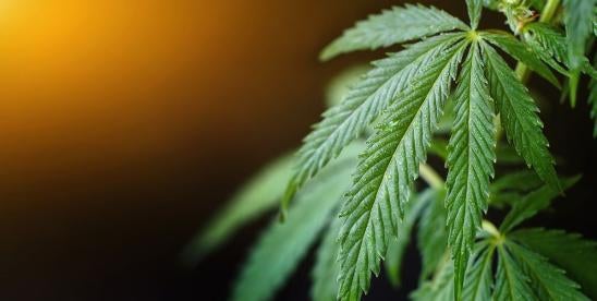 Lawsuit of CBD User Who Tested Positive For Marijuana Dismissed