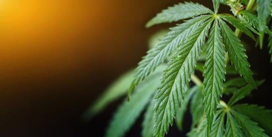 Cannabis Rescheduling Schedule III
