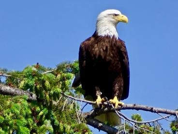 Energy Infrastructure Development Conflicts With Eagle Habitat Protection