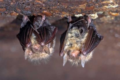 Tricolored Bat May Interfere with Wind Energy Permits