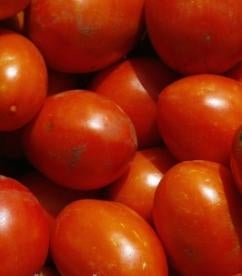 USDA Reviewed GMO Tomato 