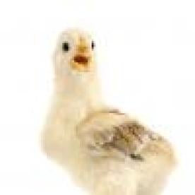 DOJ Files Civil Suit For Poultry Processors Wage Conspiracy
