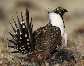 sage grouse as threatened or endangered under the Endangered Species Act